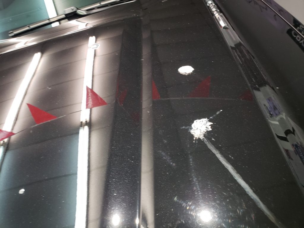 swirlsbirdpoop
