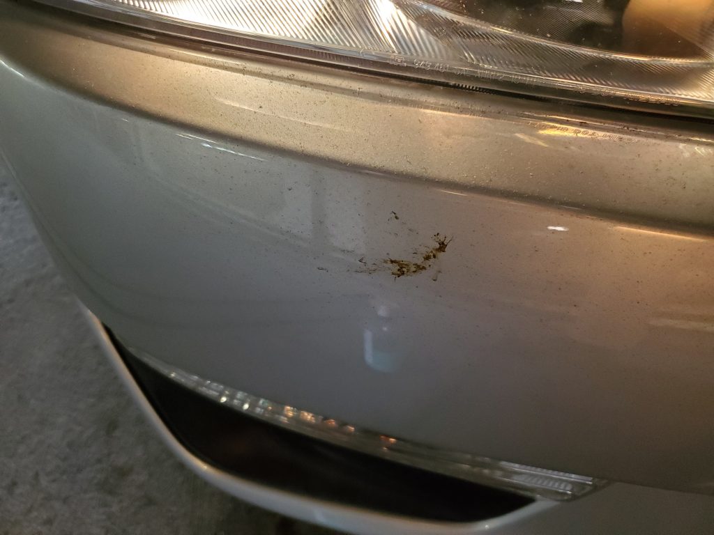 Likely Bird Dropping