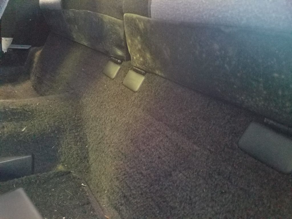 mold carpets