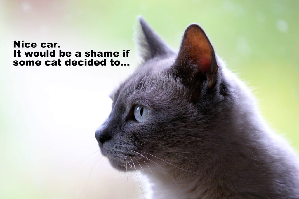 Cat Picture