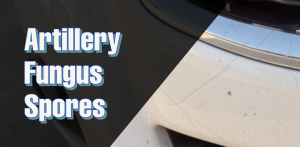 How to Remove Artillery Fungus Spores from Car Paint and Windows