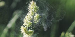 Pollen and Safe Washing Habits