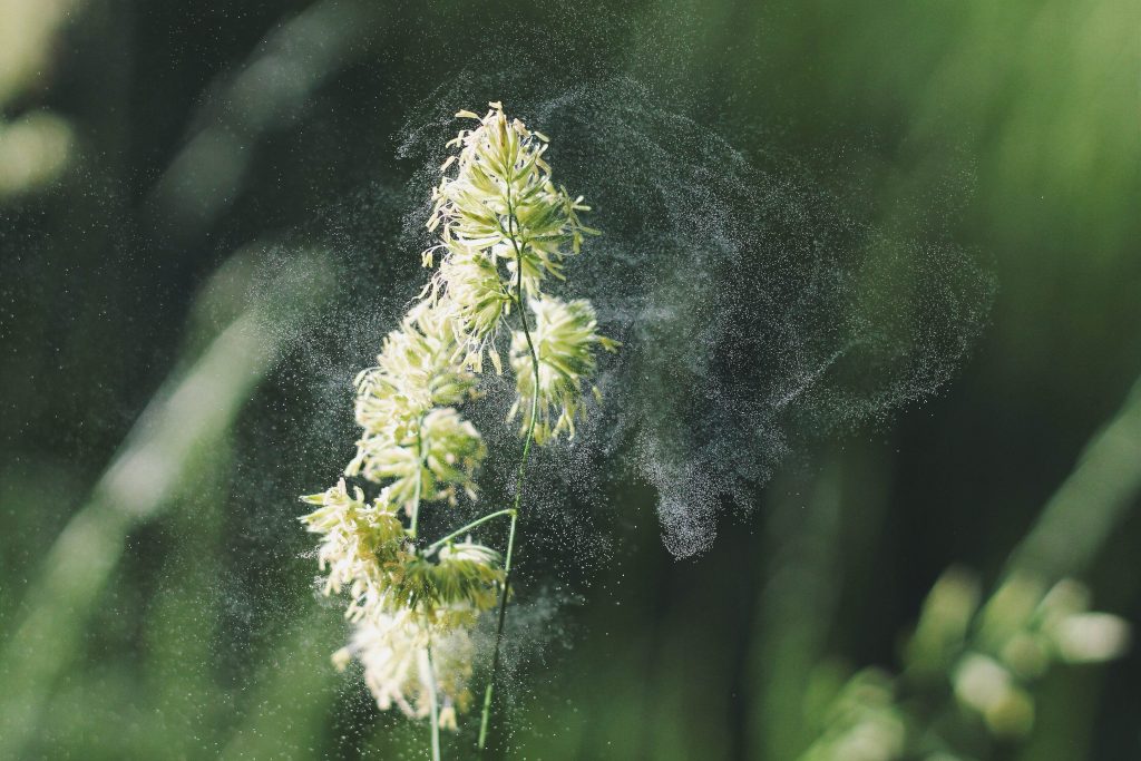 Pollen Flower