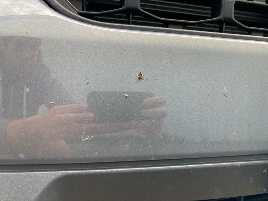 Bug Guts