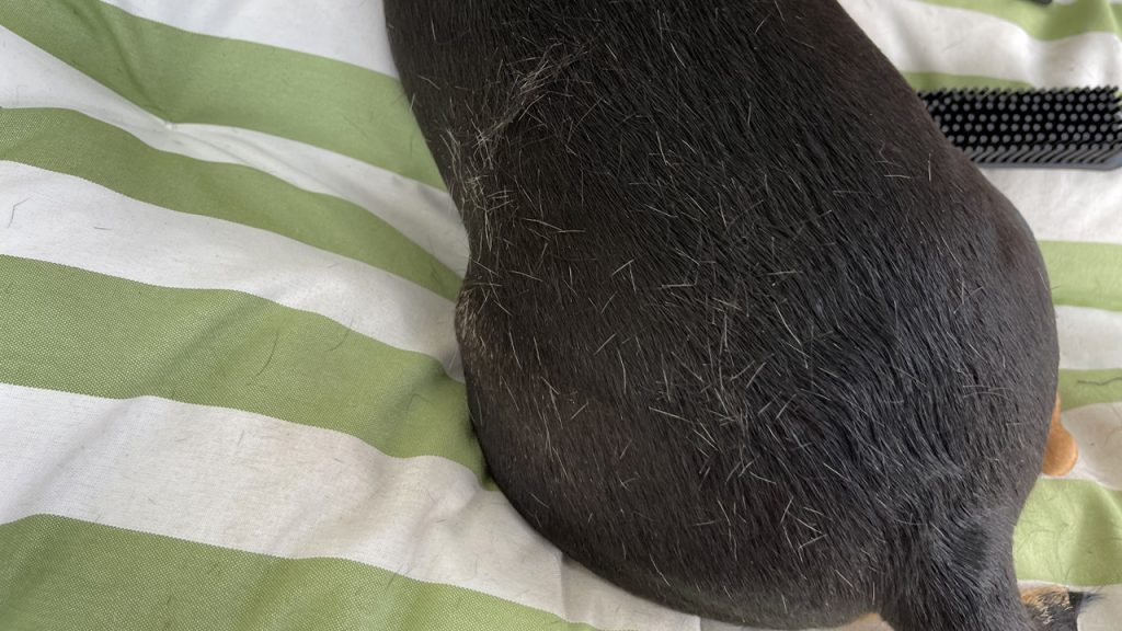 Detail Factory Pet Hair Brush and Rake on my dog