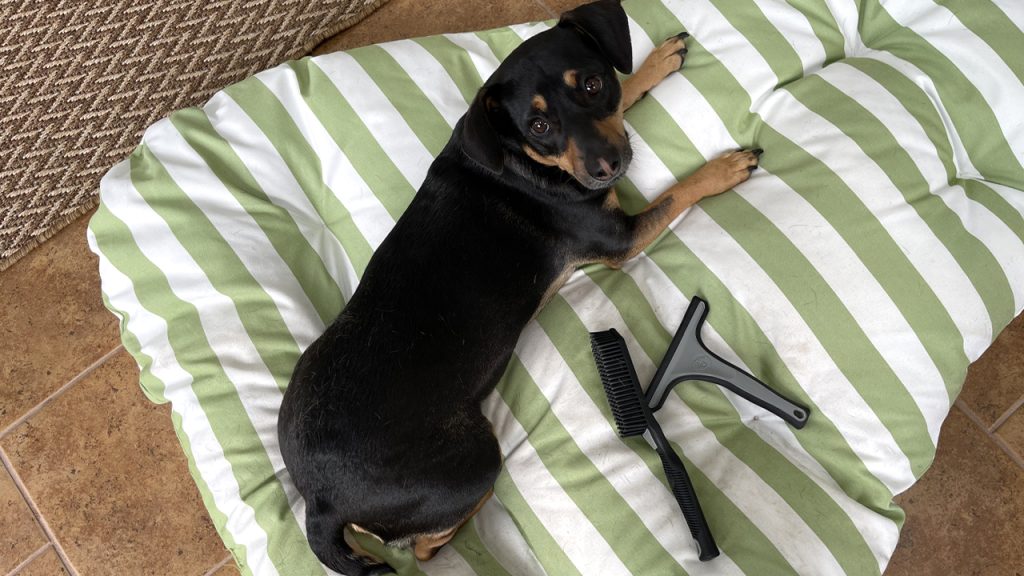 Detail Factory Pet Hair Brush and Rake with my dog