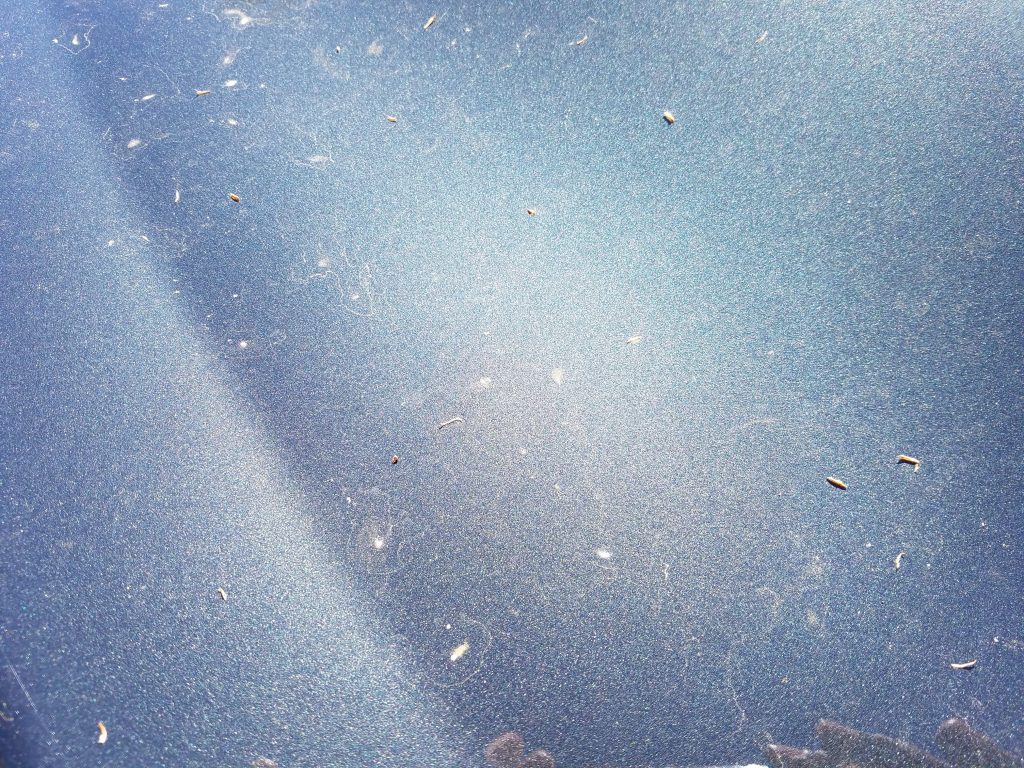 Pollen