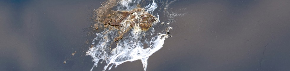 Bird poop on paint surface